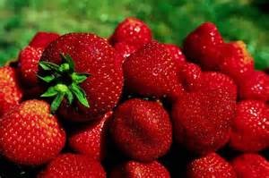 الأردن يدرس التقرير الأميركي الخاص بالمنتجات الزراعية المصرية