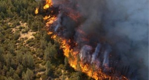 3 حرائق في يومين .. مافيات الحطب تدمر غابات عجلون