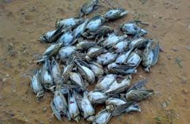 ضبط أكبر عملية صيد مخالف تقدر بـ7 آلاف طائر