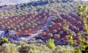 لصوص ينهبون زيتون جرش .. والمزارعون يطالبون بحماية أشجارهم