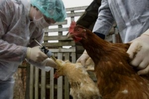 سلالة خطيرة من انفلونزا الطيور تجتاح أوروبا ... كيف نمنع وصولها ؟