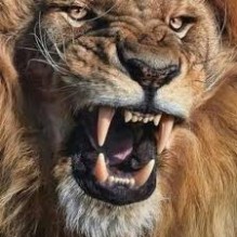 الجمعية الملكية لحماية الطبيعة: لا أسود بمحمياتنا.. وهذا ما حدث!!