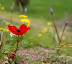 بدء الاعتدال الربيعي