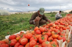 "الزراعة": لا ظهور لإصابات بحفار البندورة في مزارع الأغوار