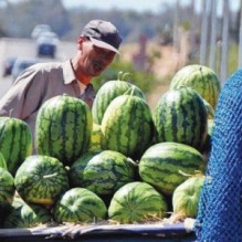 الزراعة تتوعد بضبط واتلاف ثمار البطيخ غير الناضجة