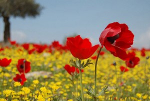 الحرارة أعلى من معدلها السنوي