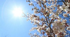 الخميس .. أجواء ربيعية معتدلة