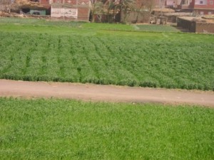 وقف استعمال مادة كلورفيناباير بالأردن