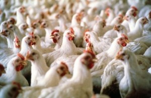 "حماية المستهلك" : ارتفاع اسعار الدجاج والقطايف