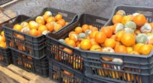 ضمائر لا يؤثر فيها رمضان .. برتقال متعفن بعمّان لإنتاج عصائر