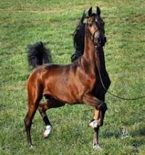 حصان يدهس حدثا في حي الحسين بالمفرق .. وحالته سيئة