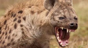 بالصور .. ضبع يمزق وجه مواطن في منطقة الزواهرة بالزرقاء