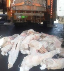 بالصور...ضبط 4.3 طن لحوم فاسدة الملوثة بمادة الكاز في السوق المركزي للحوم