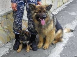 الـ"K9" يعثر على الطفل وسيم بعد ضياعه في ماركا