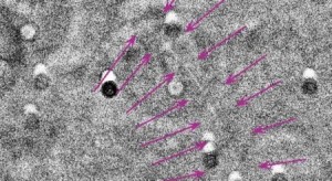 فلكيا: رؤية هلال شوال بعمّان