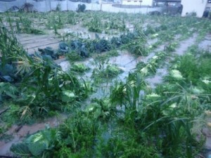 الزراعة تحذر المزارعين ومربي الثروة الحيوانية من موجة الحر