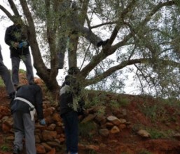 العثور على جثة مشنوقة على شجرة في سحاب