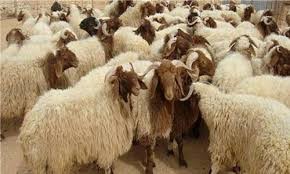 الزراعة : حرمان محتكري الأضاحي لمدة عامين وهذه اسعار الأضاحي!!