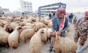 الأمانة تحدد أماكن بيع وذبح الأضاحي .. وستخالف غير الملتزمين