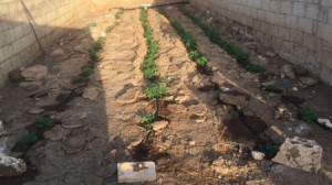 " الـمكافحة " تداهم تجار ومروجين وتضبط كميات كبيرة من المخدرات -صور