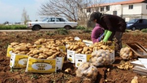 بعد انقطاعها لسنوات..النظام السوري يصدر البطاطا الى الاردن