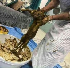 بالفيديو ... حقيقة احتيال اردني على ايطاليين بصبغ قطط الشارع بـ"الحناء" قبل بيعها