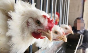 الزراعة تعلق استيراد الطيور الحية والمذبوحة من السعودية