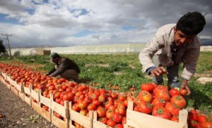 الزراعة تنفي توجيه المزارعين لمضاعفة مزروعاتهم من البندورة