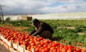 مزارعو البندورة مهددون بالحبس