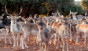 بالوثيقة ...فقدان 100 غزال في محمية دبين ..والحنيفات يحول القضية الى مكافحة الفساد