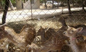 إحالة فقدان 100 غزال في جرش لـ مكافحة الفساد