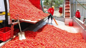 بالفيديو .. شاهد أسرع العمال ذو القدرات الخارقة ! لن تصدق