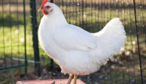 لا تستخفوا بعقول الدجاج .. فهي ذكية وذات ميول ميكيافيلية