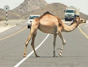 وفاة شخص إثر اصطدام مركبة بحيوان (جمل) في العقبة