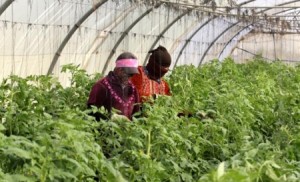 وادي الأردن: مزارعون يعملون بالأجرة بعد بيع مزارعهم بسبب الديون