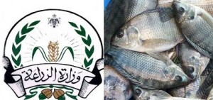 تحذير عالمي من فيروس "أسماك البلطي" .. والزراعة تمنع الاستيراد