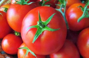 وزير الزراعة : اسعار البندورة ستنخفض خلال عشرة ايام