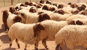 الحنيفات: انخفاض ملموس على أسعار الاضاحي هذا العام