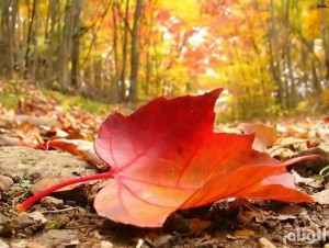 أجواء معتدلة اليوم وغدا