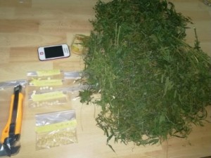 بالصور .. ضبط 6 مروجي مخدرات بمداهمات امنية في البلقاء