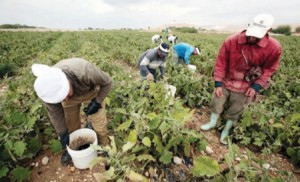 شروط حكومية جديدة لاستقدام العمالة الوافدة بالقطاع الزراعي
