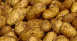 فتح باب استيراد البطاطا والجوافة لمدة شهر