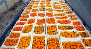 مداهمة أمنية تسفر عن ضبط حمضيات ودرجات نارية ومعدات زراعية في الاغوار الشمالية