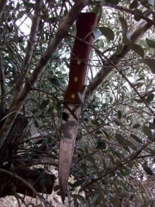 اربد : تفاصيل جديدة حول جريمة دير السعنة .. موسم الزيتون يفك لغز الجريمة !!