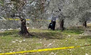 الأجهزة الأمنية تعثر على جثة مُعلقة بحبل على شجرة في الزرقاء