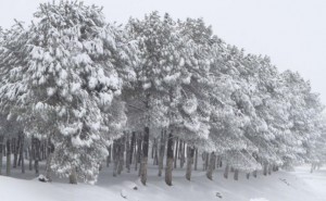 ‘‘طقس العرب‘‘ ينفي تعرض الأردن لأقسى شتاء منذ 100 عام