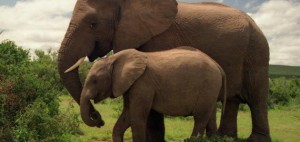 لماذا لا يصاب الفيل بالسرطان...اليكم الاجابة !؟