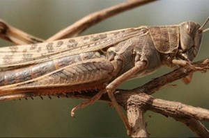 بيان هام من وزارة الزراعة حول وجود الجراد في الاردن - تفاصيل