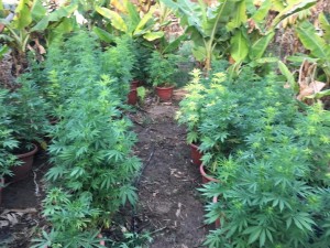 بالصور....مداهمات امنية تسفر عن القبض على ستة أشخاص بحوزتهم كميات من أشتال المخدرات