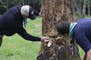 مجهولون يستغلون عطلة العيد ويقطعون 90 شجرة في عجلون